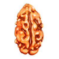 2 Mukhi Rudraksha (Indonesian Collector)